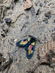 Chrysocale