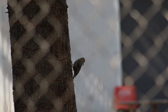 Melanerpes uropygialis