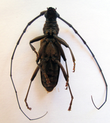 Pachydissus aquilus