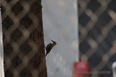 Melanerpes uropygialis