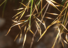 Rytidosperma setifolium