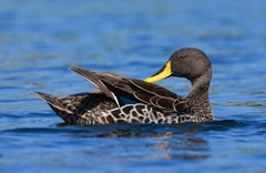 Yellow-Billed Duck photo 5