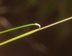 Rytidosperma setifolium