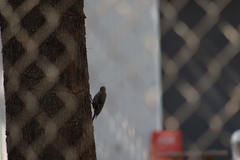 Melanerpes uropygialis