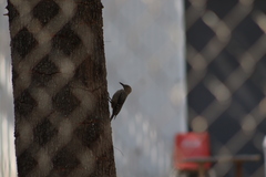 Melanerpes uropygialis