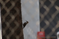Melanerpes uropygialis