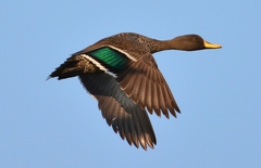 Yellow-Billed Duck photo 3