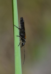 Oedemera pthysica