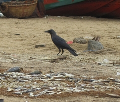 Corvus splendens