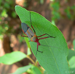 Pseudophonoctonus formosus