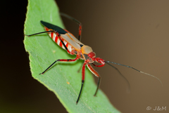 Pseudophonoctonus formosus
