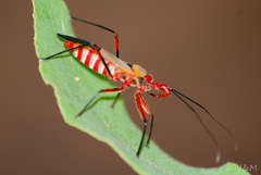 Pseudophonoctonus formosus