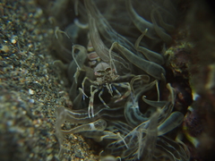 Periclimenes amethysteus