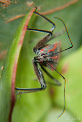 Pseudophonoctonus paludatus