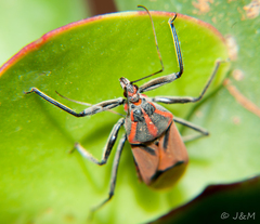 Pseudophonoctonus paludatus
