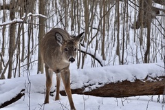Odocoileus virginianus