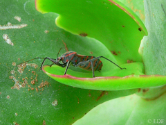 Pseudophonoctonus paludatus