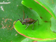 Pseudophonoctonus paludatus