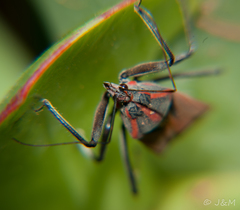Pseudophonoctonus paludatus