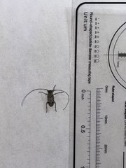 Hyperplatys californicus