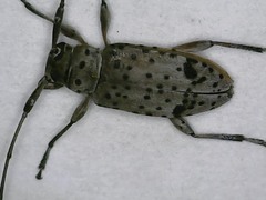 Hyperplatys californicus