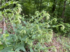 Lithospermum virginianum