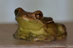 Trachycephalus mesophaeus