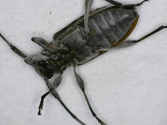 Hyperplatys californicus