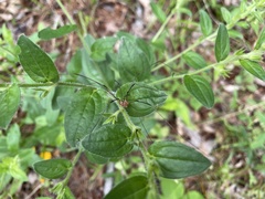 Lithospermum virginianum
