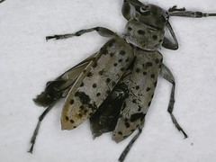 Hyperplatys californicus