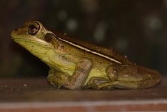 Trachycephalus mesophaeus