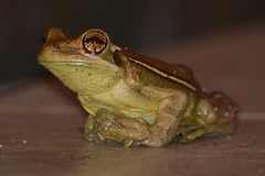 Trachycephalus mesophaeus