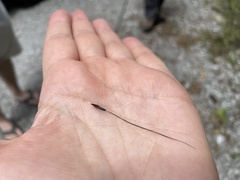 Lithospermum virginianum