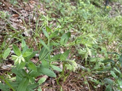 Lithospermum virginianum