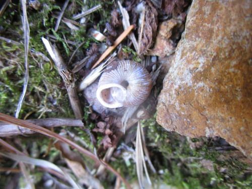 Ashmunella altissima