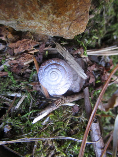 Ashmunella altissima