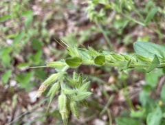 Lithospermum virginianum