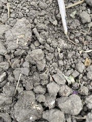 Hyperplatys californicus