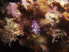 Prostheceraeus roseus