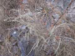 Blepharoneuron tricholepis