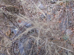 Blepharoneuron tricholepis