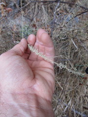 Blepharoneuron tricholepis