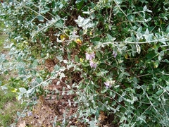Teucrium fruticans