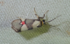 Nodozana rhodosticta