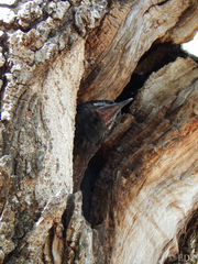Phoeniculus purpureus angolensis