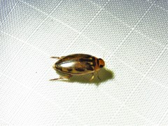 Coptotomus longulus