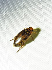 Coptotomus longulus