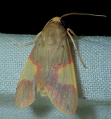 Trichromia gaudialis