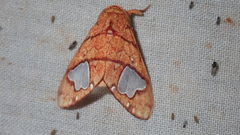 Zatrephes trailii
