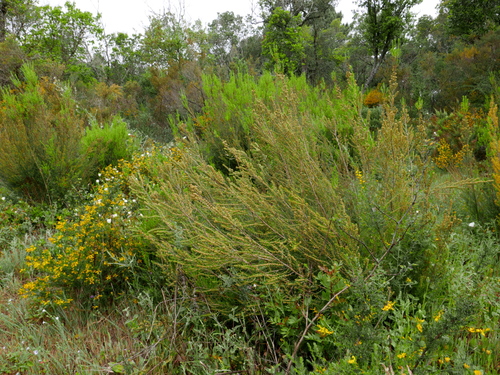 Avistamiento Erica scoparia